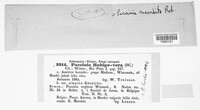 Puccinia recondita image